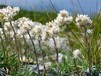 Antennaria dioica