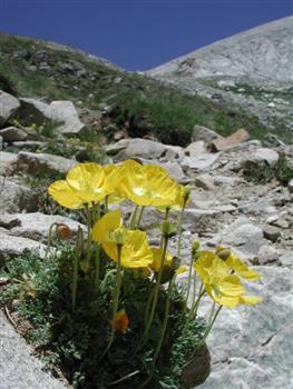 Papaver degenii