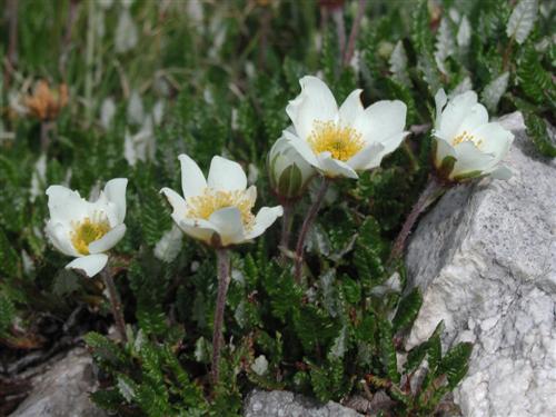 Dryas octopetala