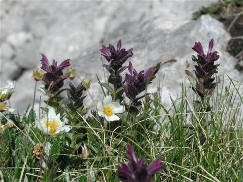 Bartsia alpina & Dryas octopetala