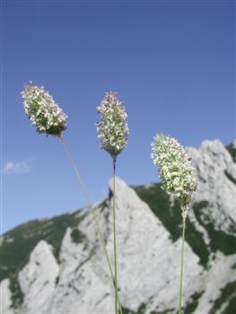 Phleum alpinum