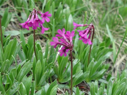 Primula deorum