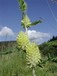 Astragalus centralpinus