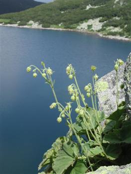 Geum bulgaricum