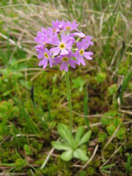 Primula_farinosa