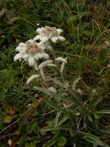 Leontopodium alpinum ssp alpinum