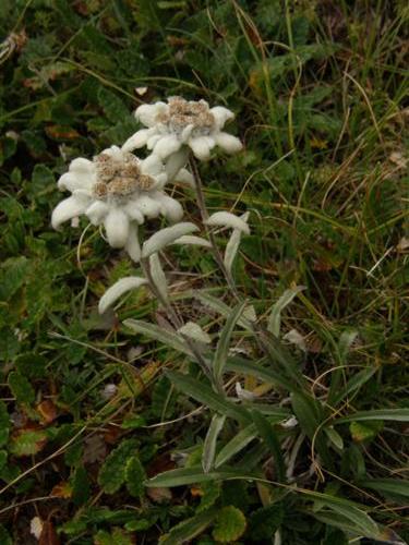 Leontopodium alpinum ssp alpinum