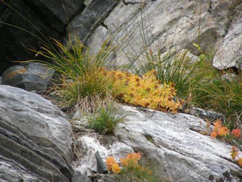 Rhodiola rosea